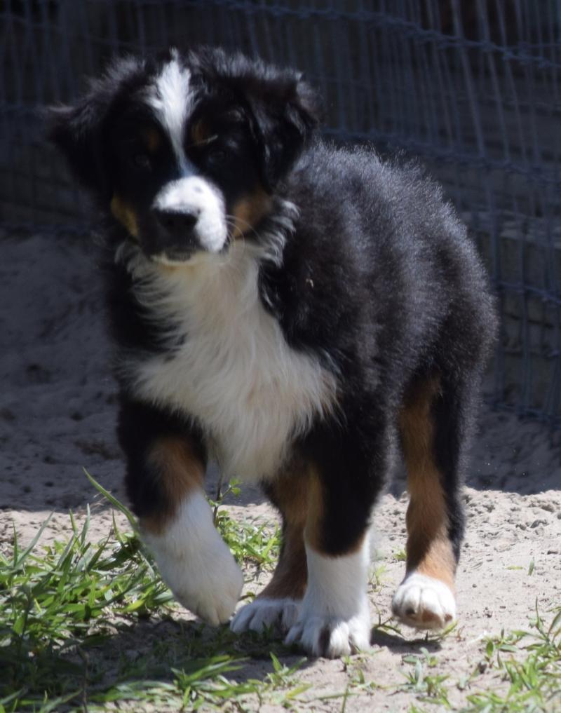 White S Sharp Lil Aussies Cynthia White Life S Abundance Independent Field Representative Puppies